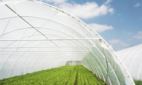 huntsman-invernadero-1200